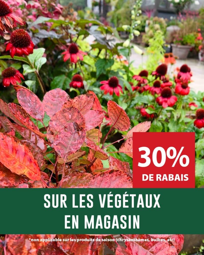 Jardin Eden_Visuels promotions maison_29aout_T-16776