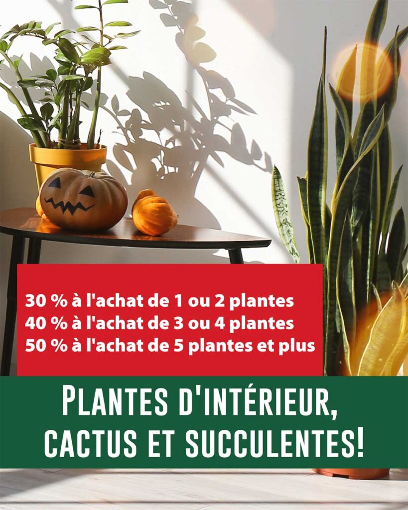 promotion-plante-interieurs